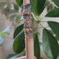 Handmade luxury pen in Canada| Handmade fancy pen made in Canada |Beaded Pens | Handmade Pen | Peach | Rhinestone | Silicone Beaded | Teacher Gift Idea | Cute Gift | Gift for Her | Mom | Colors in peach white gold and rose gold | retractable pen| gold plastic pen | black ink